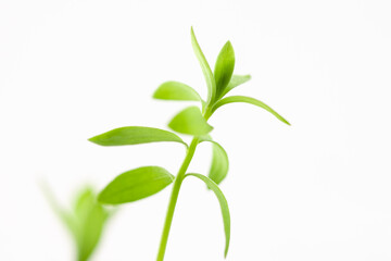 Fresh micro green  eadible sprouts healthy food on light background macro