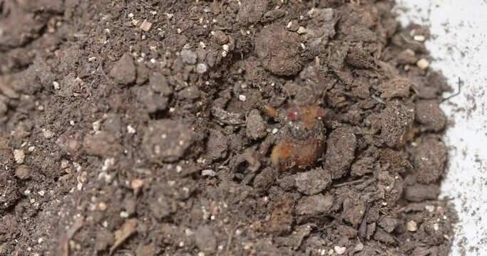 A Brood X periodical cicada crawls up to the surface from underneath the soil