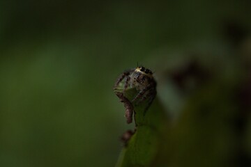 spider on a twig
