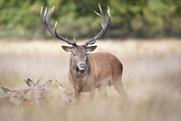 Red Deer stag with a group of hinds during rutting season in autumn