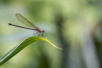 Brown damselfly in the green leaf