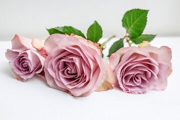 Three pale purple roses lie on the table as decoration of the wedding reception