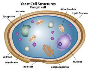 Yeast Cell Structures, anatomy of a fungal cell, labeling the  nucleus, Golgi apparatus, cell wall, membrane, vacuole, cytoplasm, bud scar, lipid granule, and mitochondria. 