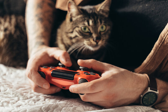 Striped cat looking at the camera while his owner is playing at the video games