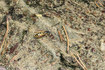 Deutsche Wespe sucht nasse Erde für den Nestbau, Vespula germanica