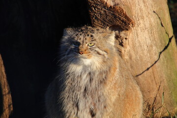 Pallas's Cat