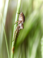 Araña
