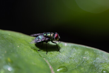 Little fly in the green leaf