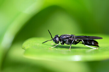 A black insect on a green leaf with a green background