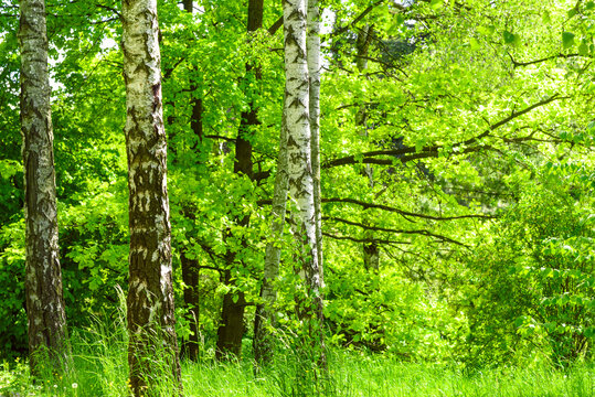  Fresh green birch forest in summer spring day. High resolution image ideal for interior decoration in  Healing by Nature Fine Art Design Style.