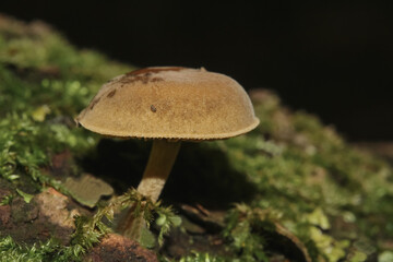 Pilz Grubiger Milchling, Lactarius scrobiculatus