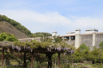 Fototapeta premium ダムと藤の花