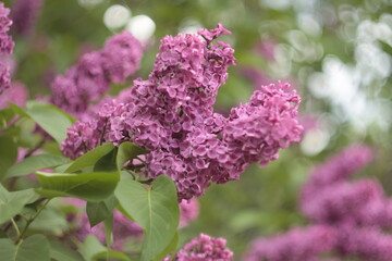 lilac 1