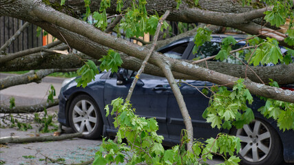 Car under a fallen tree after a storm