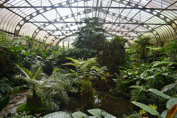 plants in greenhouse