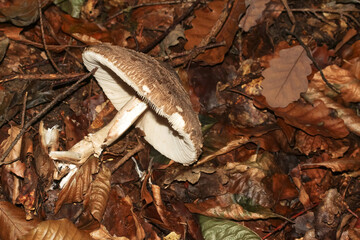 Fototapeta premium Pilz Rötender Riesenschirmling, Macrolepiota thacodes