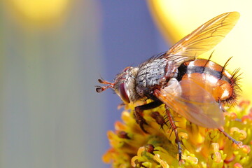Back fly