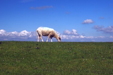 Schaf auf Nordseedeich