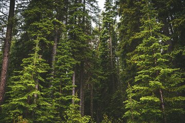 Mountain pine tree evergreen coniferous forest in the mountains of the Okanagan Valley © Amy Mitchell