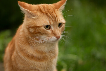 portrait of a cat