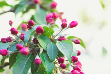 Buds and flowers pink apple tree, green leaves. Close-up, light background, copyspace