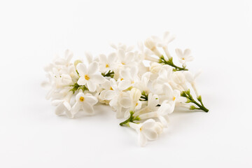 beautiful blooming white lilac flowers. Macro photo. Blossoming common Syringa vulgaris lilacs bush white cultivar.