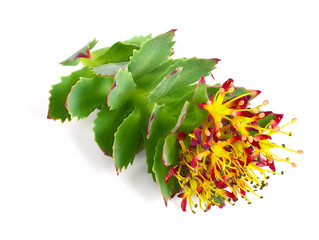 Closeup on Rhodiola Rosea Medicinal Flower. Also Known as Golden Root, Rose Root, Roseroot, Aaron's Rod, Arctic Root, King's Crown, Lignum Rhodium, Orpin Rose. Isolated on White.