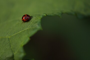 ladybug on leaf
