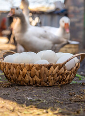 Goose eggs in a basket. Selective focus.