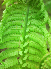 Fern close up with small green leaves