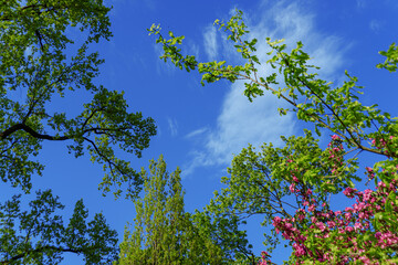 Fresh green tree branches and blooming crabapple against blue sky. Bright spring natural background.