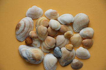 Seashells of different colors for background, studio shoot