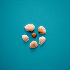 Nice seashells isolated on studio turquoise background