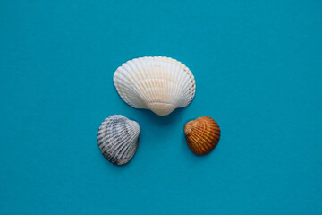 Three seashells - large white, medium gray and small brown on studio blue background