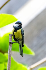 Great tit, beautiful bird standing on a picket
