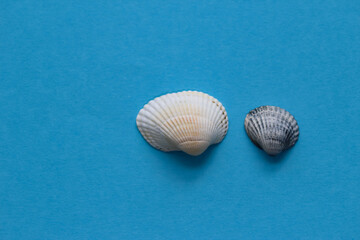 Two seashells - a white seashell and a small gray seashell on a studio blue background