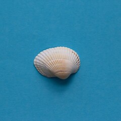 a white seashell on a studio blue background