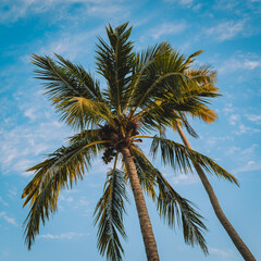 Obraz premium coconut trees