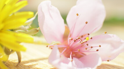 Naklejka na ściany i meble spring flowers fruit trees close up background