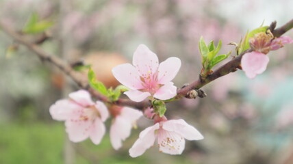 Fototapeta na wymiar cherry blossom pink flower closeup