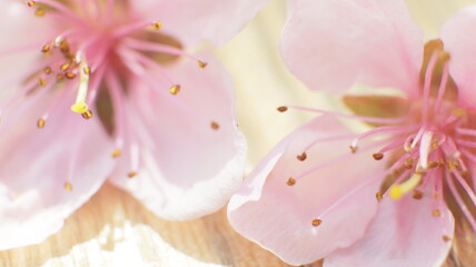 Obraz na płótnie Canvas cherry blossom pink flower closeup