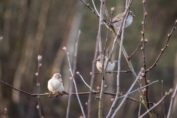 bird - three sparrow on a tree branch