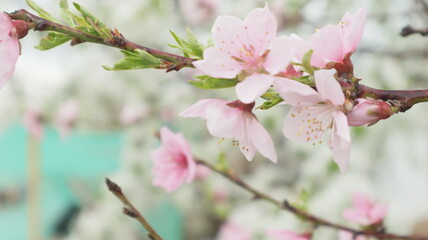 Fototapeta na wymiar spring flowers fruit trees close up background
