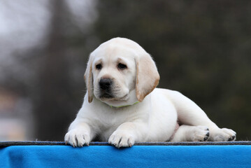the yellow labrador puppy on the blue