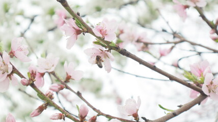 cherry blossom pink flower closeup