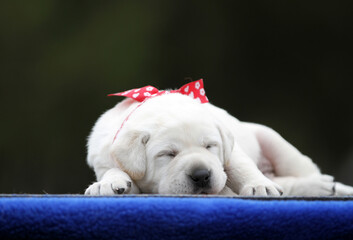 nice yellow labrador puppy on the blue