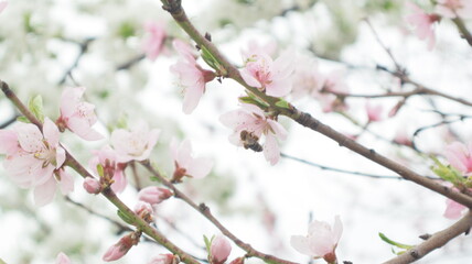 spring flowers fruit trees close up background