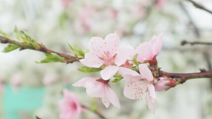 spring flowers fruit trees close up background