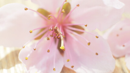 spring flowers fruit trees close up background