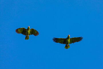 Two green Parrots (Crimson-fronted Parakeet) flying on clear blue sky with copy space in Costa Rica